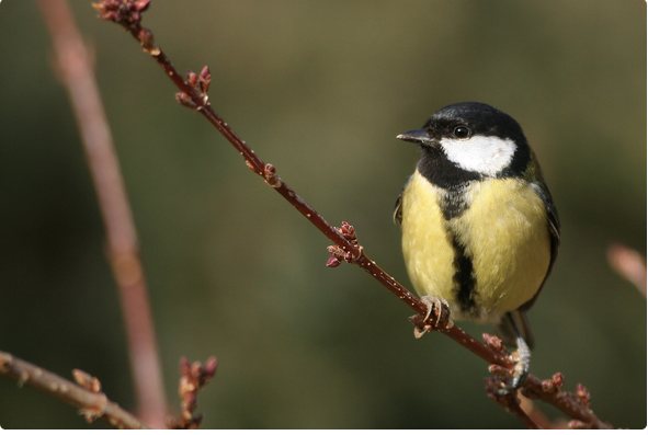 Le nombre d’oiseaux communs décroît encore en Auvergne-Rhône-Alpes…