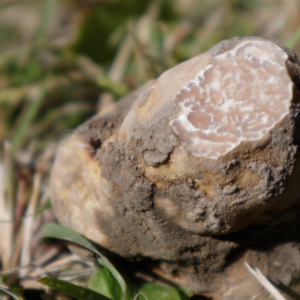 Première mondiale: Production contrôlée de truffes blanches made in France
