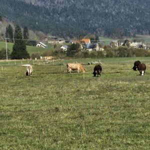 La loi montagne a 40 ans !